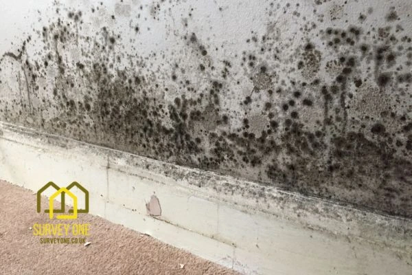 What’s the First Step to Take When You Notice Damp on a Party Wall Plymouth?